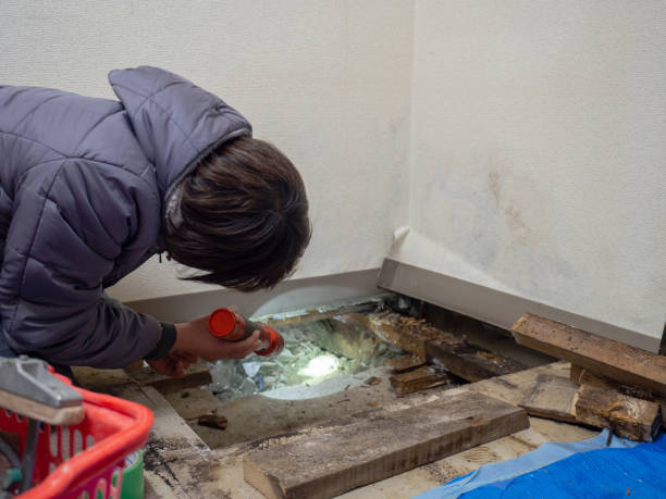 Best Residential Mold Inspection & Testing  in Santa Teresa, NM