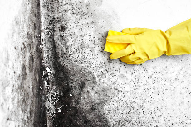 Best Black Mold Removal  in Santa Teresa, NM