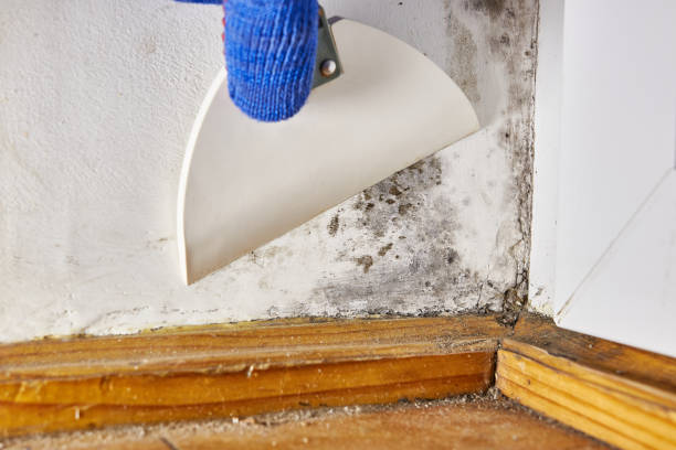 Professional Mold Removal in Santa Teresa, NM