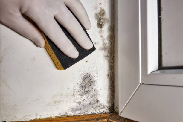 Best Comprehensive Air Testing for Mold Contaminants  in Santa Teresa, NM